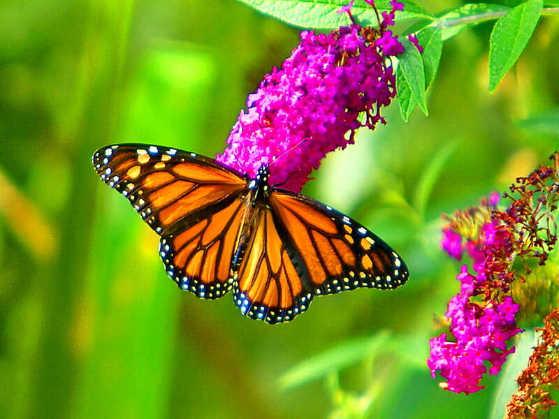 Monarch Butterfly on Flower — Orange, Serene, Summer