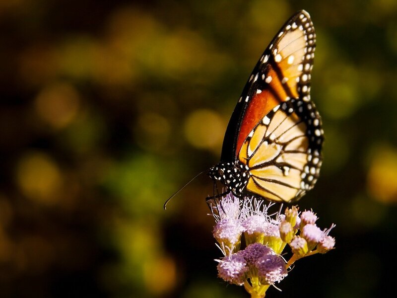 Monarch Butterfly on Flower — Orange, Serene, Sunset