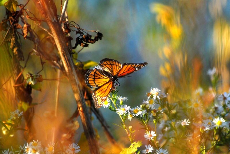 Monarch Butterfly on Flower — Orange, Serene