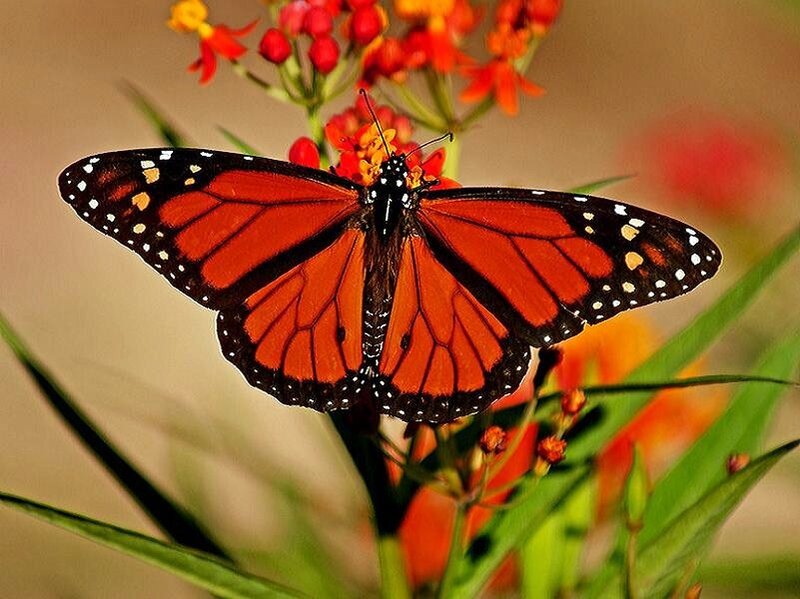 Monarch Butterfly on Flower — Orange