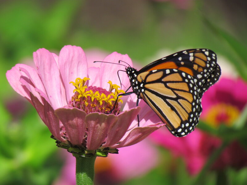 Monarch Butterfly on Flower — Pink, Calm, Afternoon, Photograph, Greenery