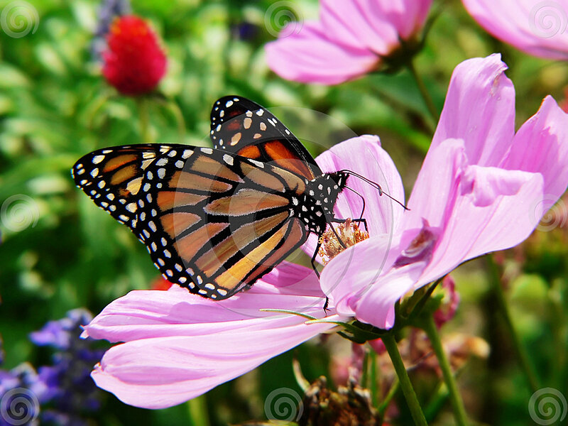 Monarch Butterfly on Flower — Pink, Calm, Afternoon, Photograph