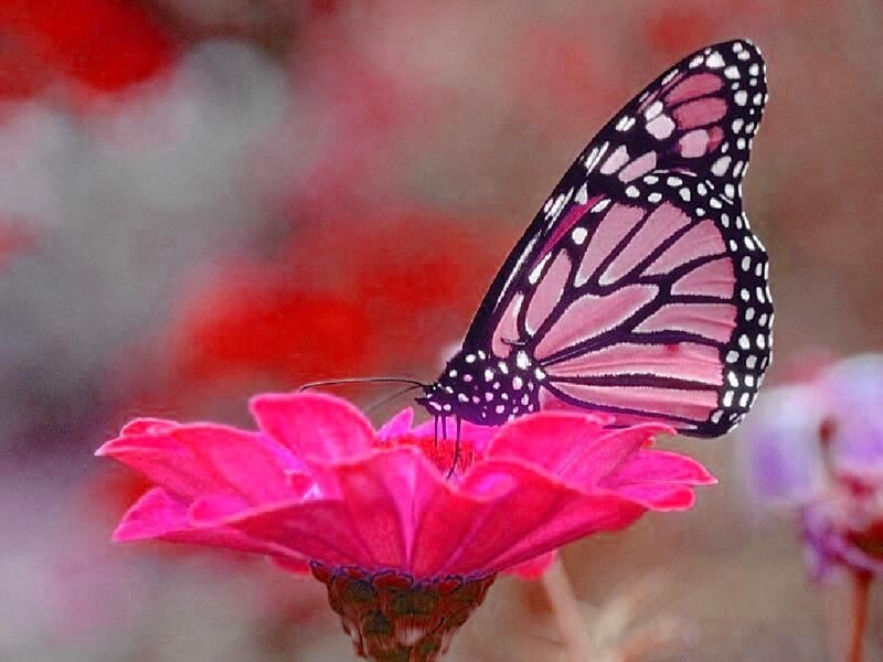 Monarch Butterfly on Flower — Pink, Calm, Afternoon
