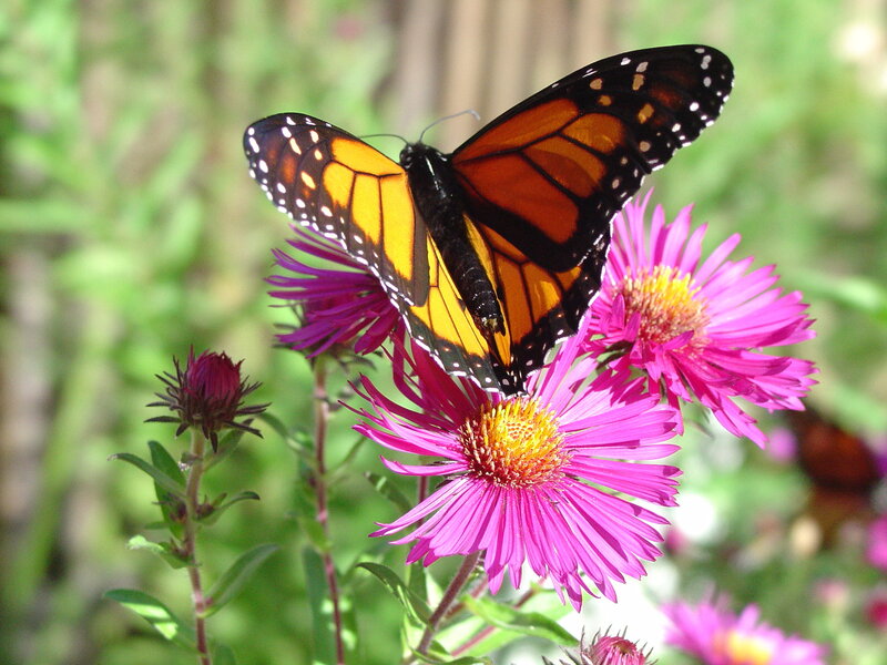 Monarch Butterfly on Flower — Pink, Calm