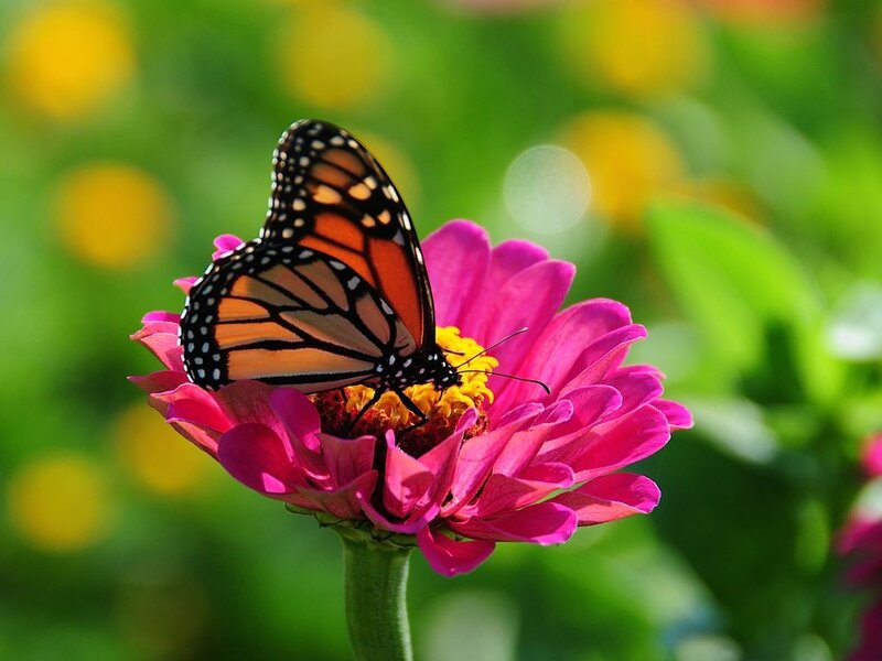 Monarch Butterfly on Flower — Pink, Serene, Afternoon, Photograph, Greenery