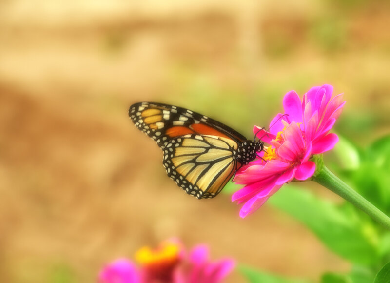 Monarch Butterfly on Flower — Pink, Serene, Afternoon
