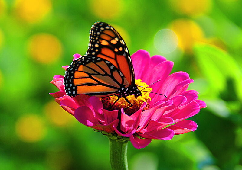 Monarch Butterfly on Flower — Pink, Serene