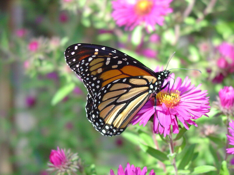 Monarch Butterfly on Flower — Pink