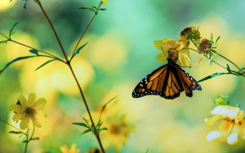 Monarch Butterfly on Flower — Plant