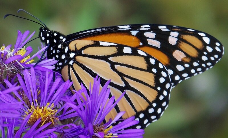 Monarch Butterfly on Flower — Purple, Calm, Afternoon, Photograph, Antennae