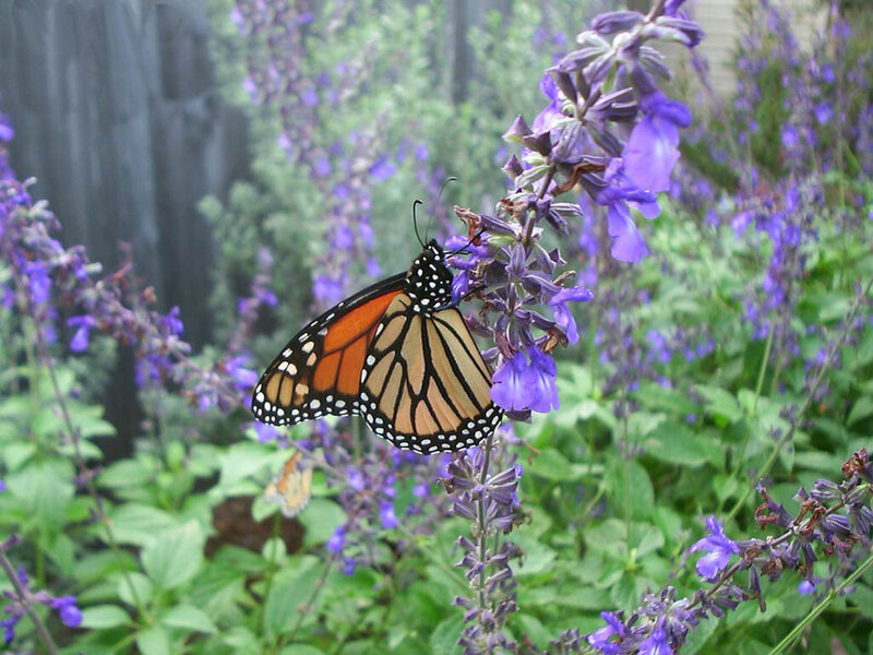 Monarch Butterfly on Flower — Purple, Calm, Afternoon