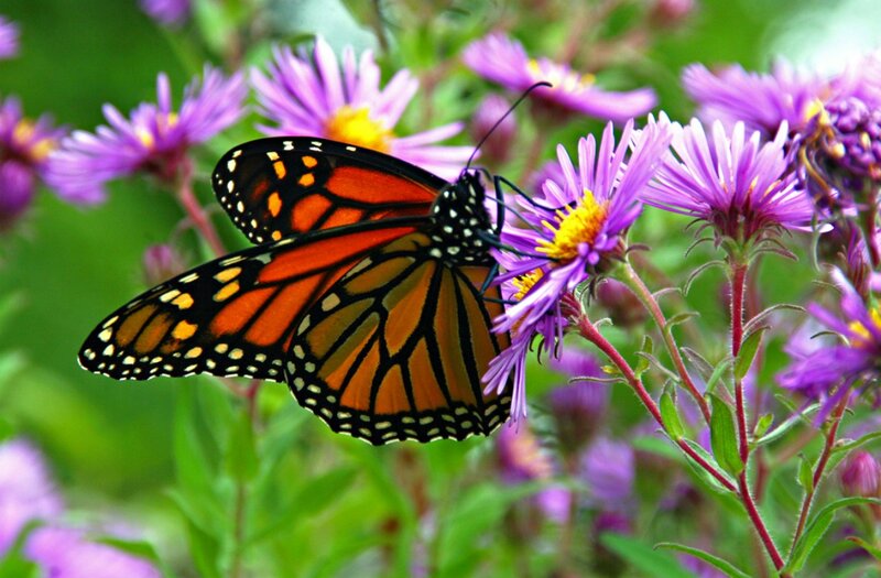 Monarch Butterfly on Flower — Purple, Calm, Summer
