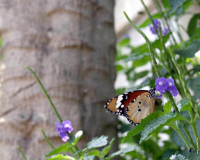 Monarch Butterfly on Flower — Purple, Calm