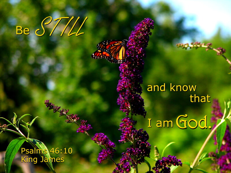 Monarch Butterfly on Flower — Purple, Serene, Afternoon, Photograph, Text