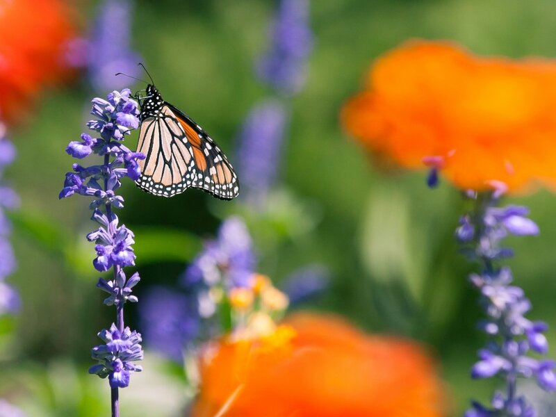 Monarch Butterfly on Flower — Purple, Serene, Afternoon, Photograph