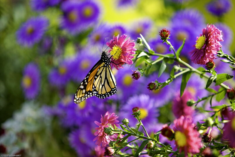 Monarch Butterfly on Flower — Purple, Serene, Summer