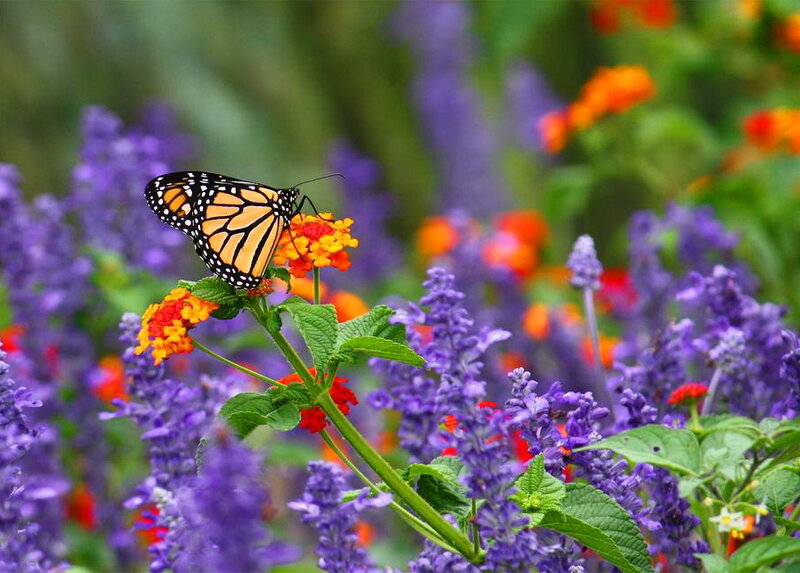 Monarch Butterfly on Flower — Purple, Serene