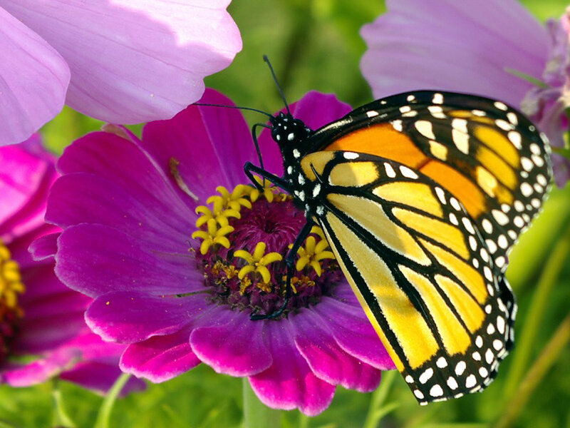 Monarch Butterfly on Flower — Purple