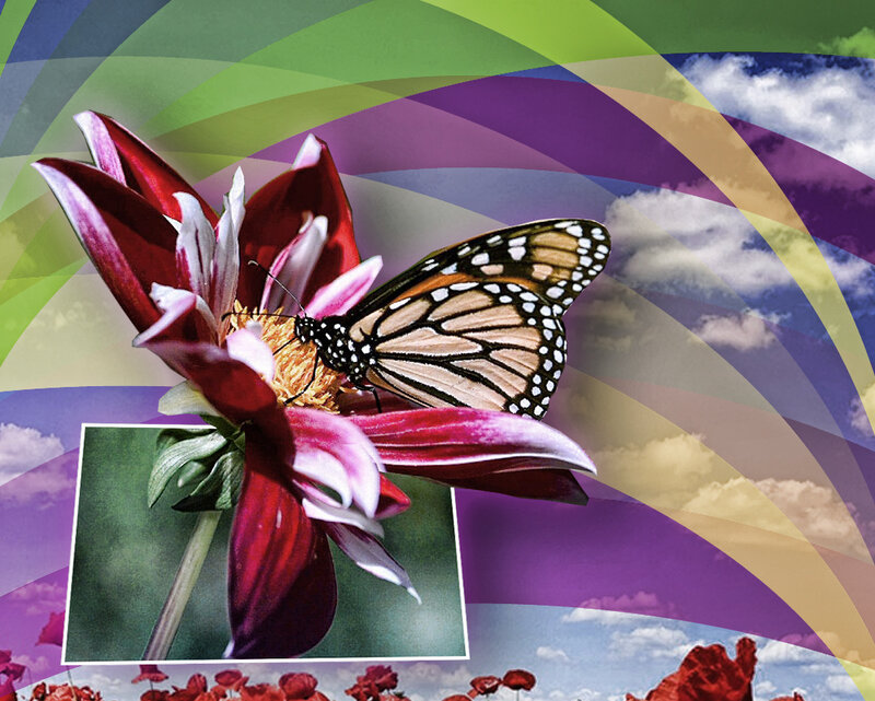 Monarch Butterfly on Flower — Purple, Vibrant