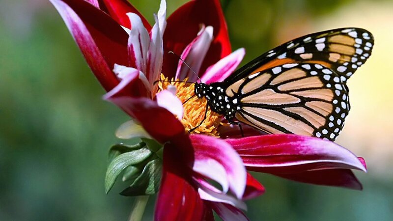 Monarch Butterfly on Flower — Red, Calm, Afternoon, Photograph, Insect