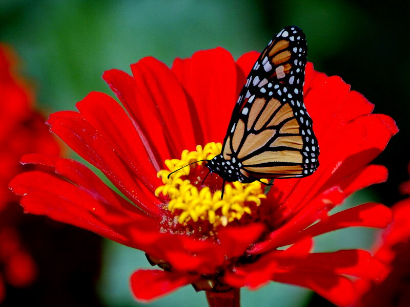 Monarch Butterfly on Flower — Red, Calm, Afternoon, Photograph