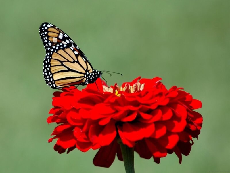 Monarch Butterfly on Flower — Red, Calm, Afternoon