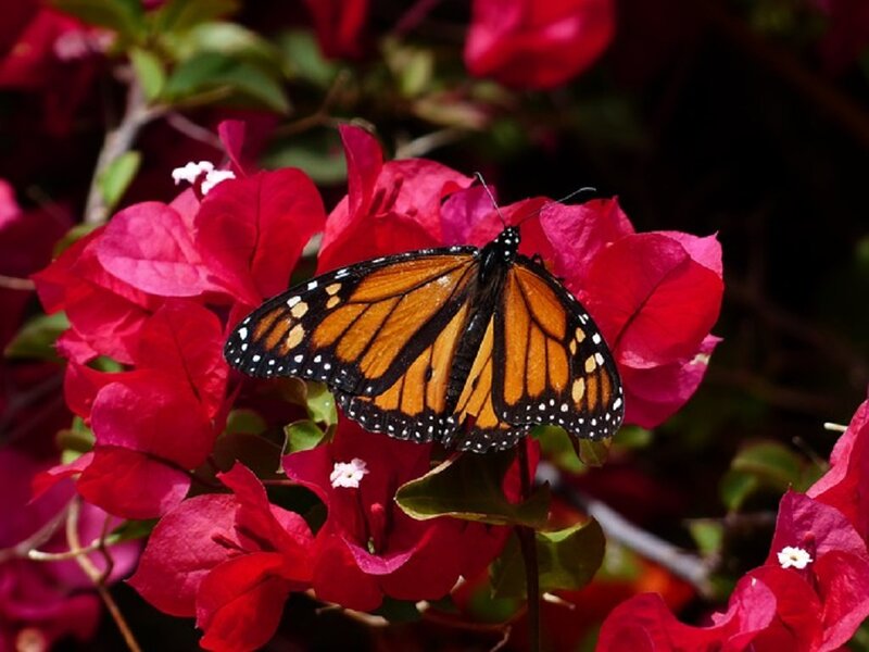 Monarch Butterfly on Flower — Red, Natural