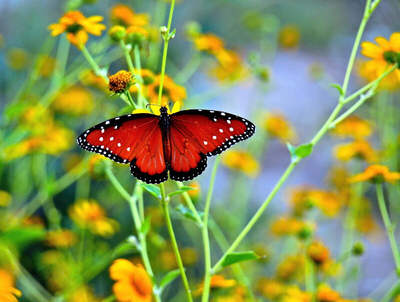 Monarch Butterfly on Flower — Red, Serene, Afternoon, Photograph, Plant