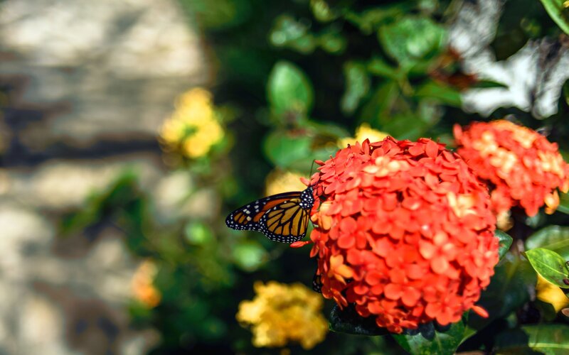 Monarch Butterfly on Flower — Red, Serene, Afternoon, Photograph