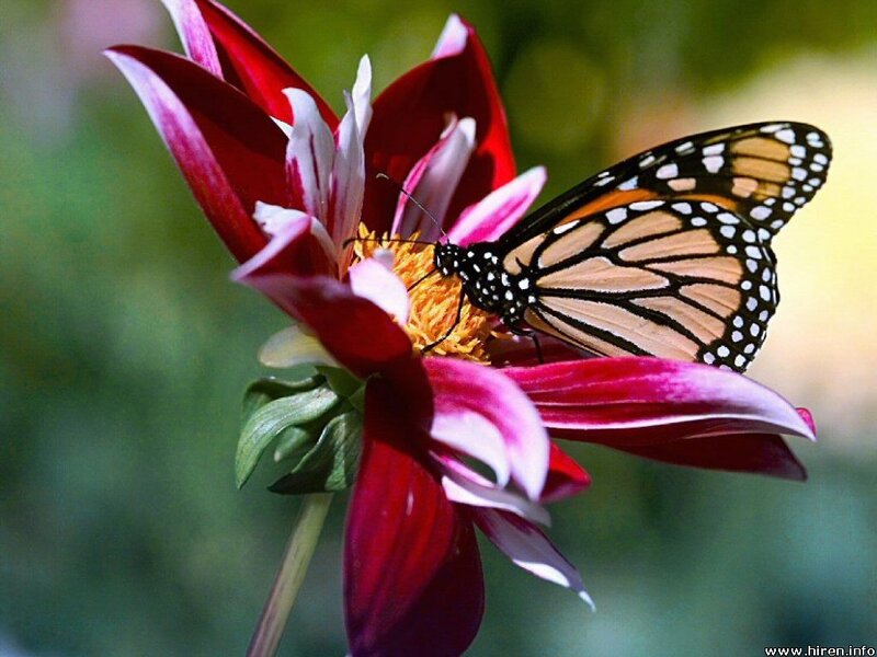 Monarch Butterfly on Flower — Red, Serene, Afternoon