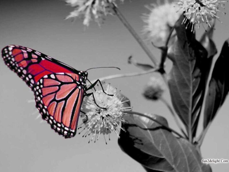 Monarch Butterfly on Flower — Red, Serene, Photograph