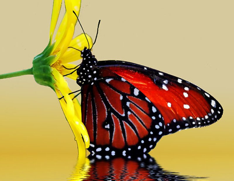 Monarch Butterfly on Flower — Red, Serene