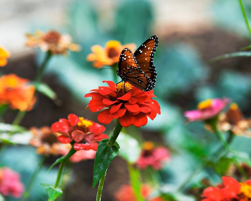 Monarch Butterfly on Flower — Red