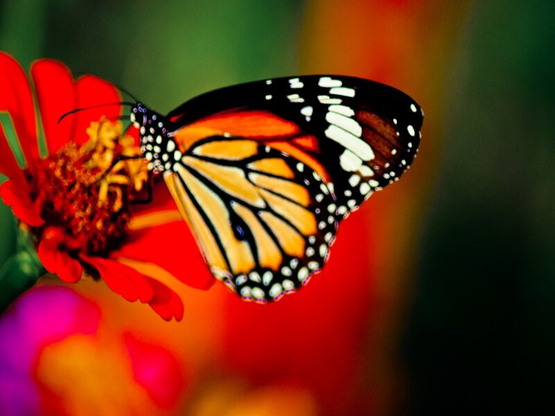 Monarch Butterfly on Flower — Red, Vibrant