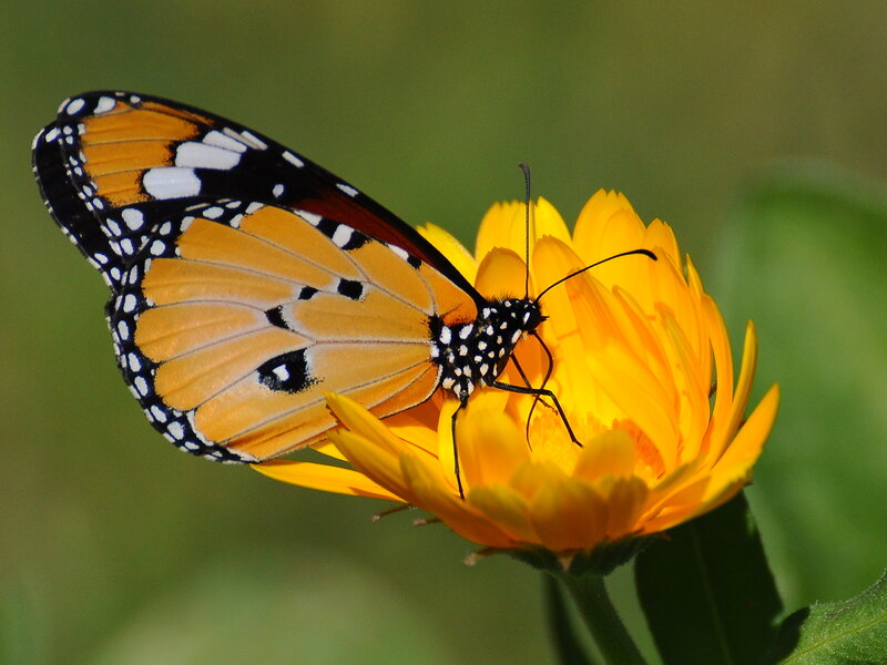 Monarch Butterfly on Flower — Yellow, Calm, Afternoon, Photograph, Greenery