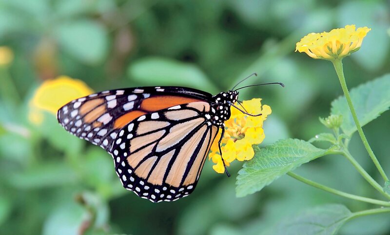 Monarch Butterfly on Flower — Yellow, Calm, Afternoon, Photograph, Leaf
