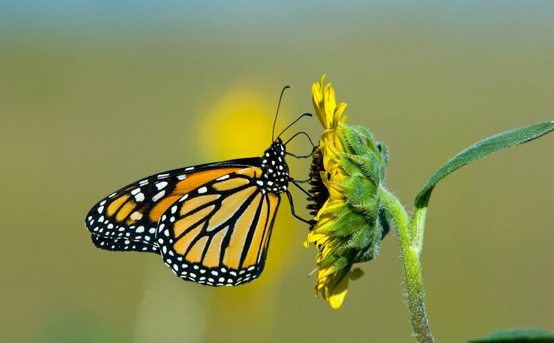Monarch Butterfly on Flower — Yellow, Calm, Afternoon, Photograph, Stem