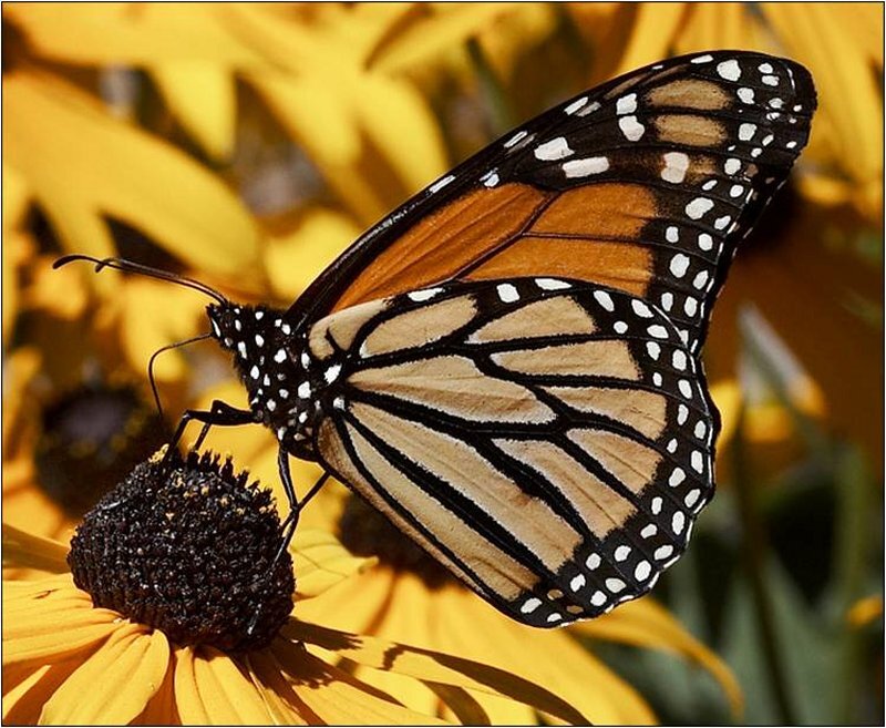 Monarch Butterfly on Flower — Yellow, Calm, Afternoon, Photograph, Sunlight
