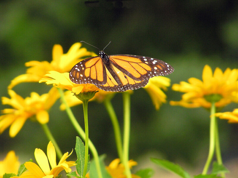 Monarch Butterfly on Flower — Yellow, Calm, Afternoon, Photograph