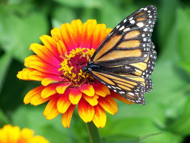 Monarch Butterfly on Flower — Yellow, Calm, Summer