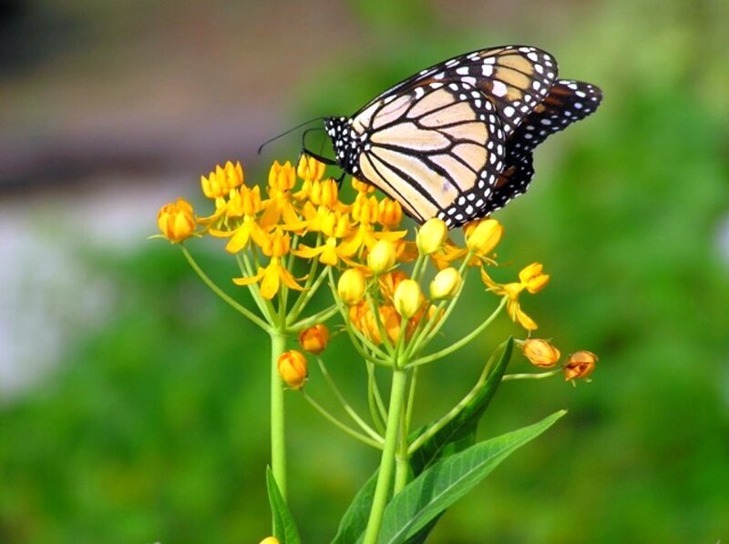 Monarch Butterfly on Flower — Yellow, Calm