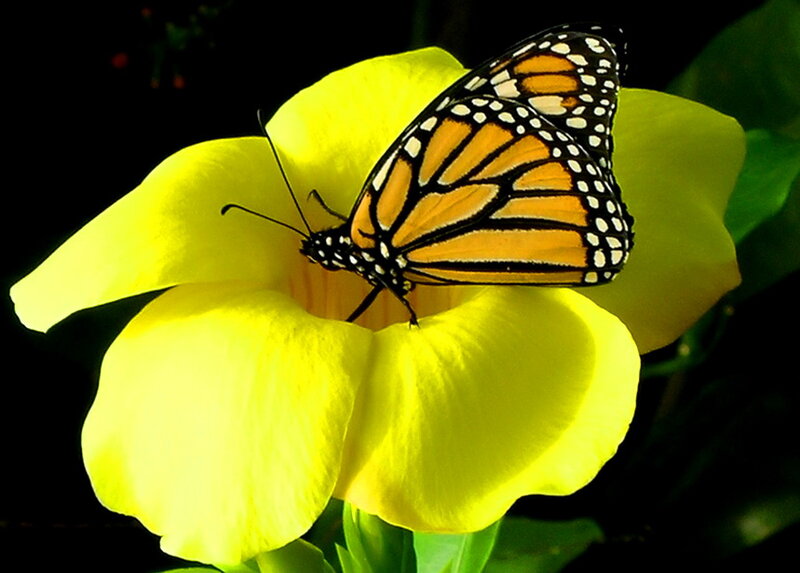 Monarch Butterfly on Flower — Yellow, Dramatic, Photograph