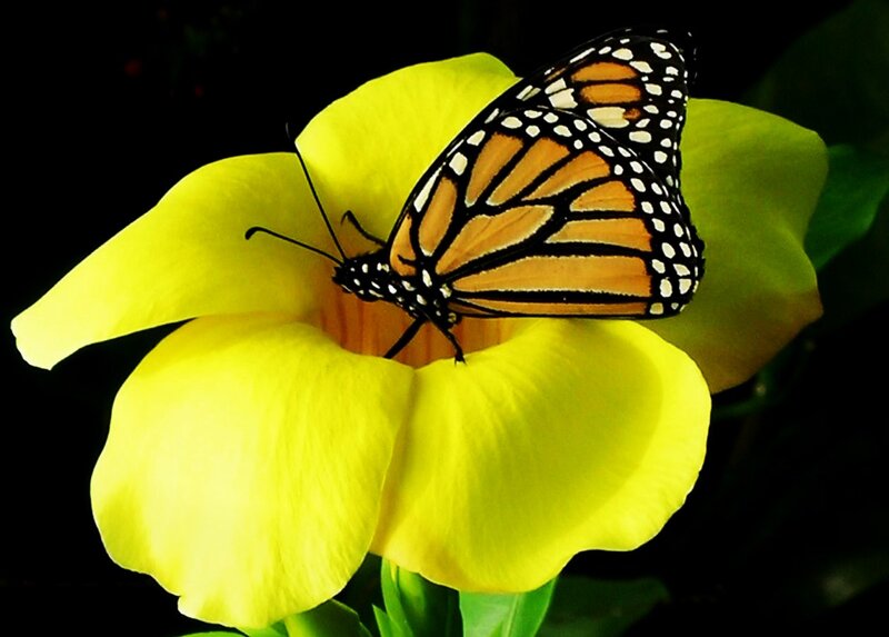 Monarch Butterfly on Flower — Yellow, Dramatic