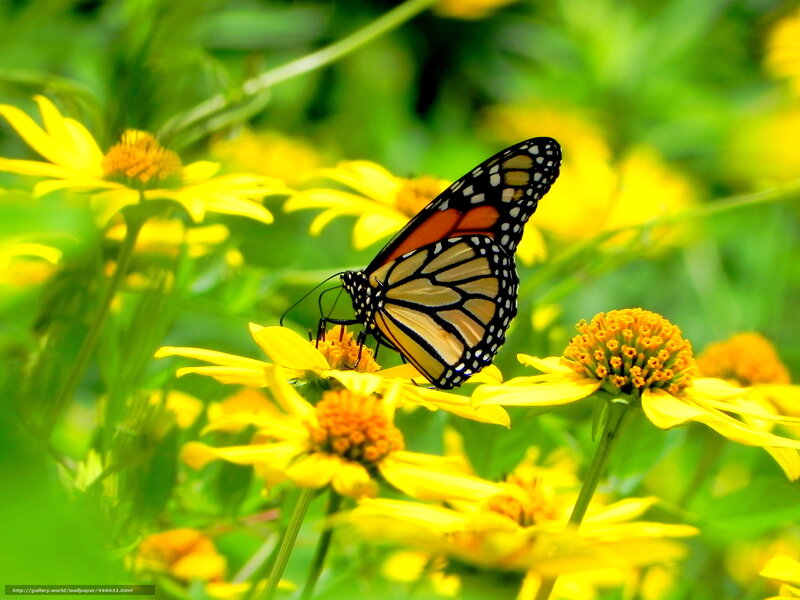 Monarch Butterfly on Flower — Yellow, Natural