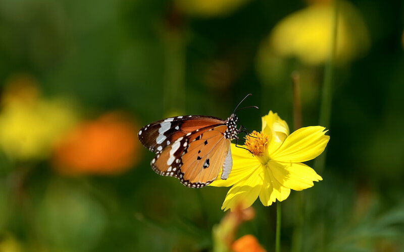 Monarch Butterfly on Flower — Yellow, Serene, Afternoon, Photograph, Greenery