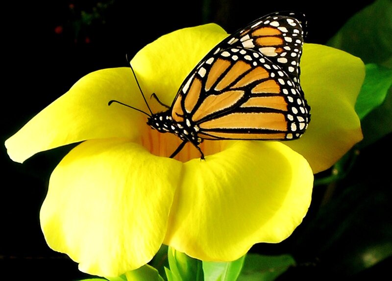 Monarch Butterfly on Flower — Yellow, Serene, Afternoon, Photograph, Petals