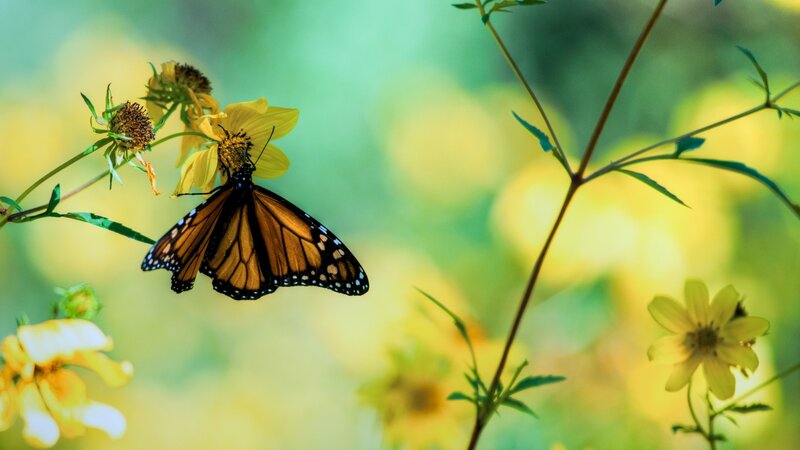 Monarch Butterfly on Flower — Yellow, Serene, Afternoon, Photograph, Plant