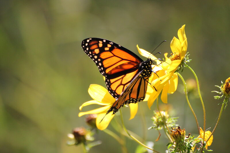 Monarch Butterfly on Flower — Yellow, Serene, Afternoon, Photograph, Sunlight