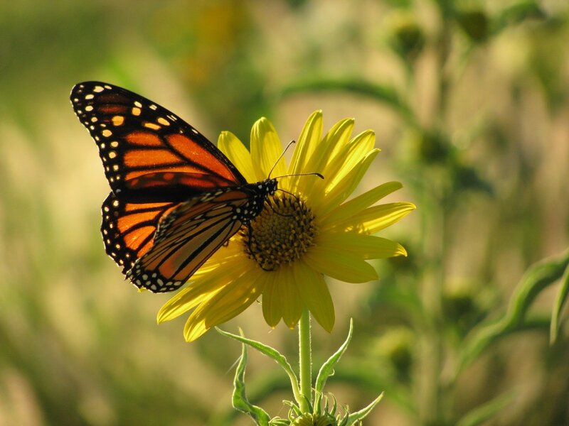 Monarch Butterfly on Flower — Yellow, Serene, Afternoon, Photograph