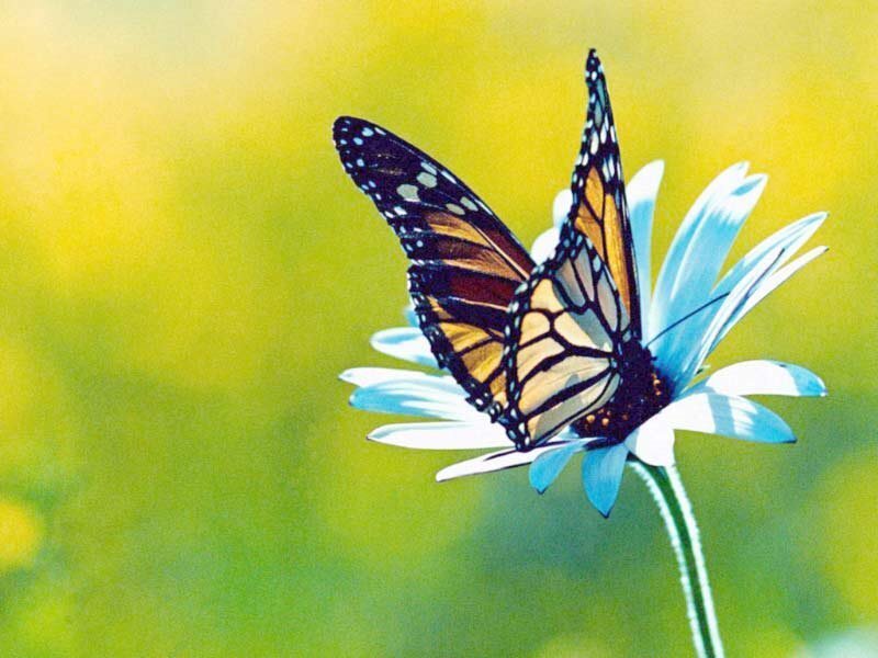 Monarch Butterfly on Flower — Yellow, Serene, Afternoon